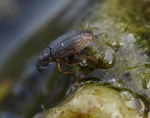Hydrochus elongatus